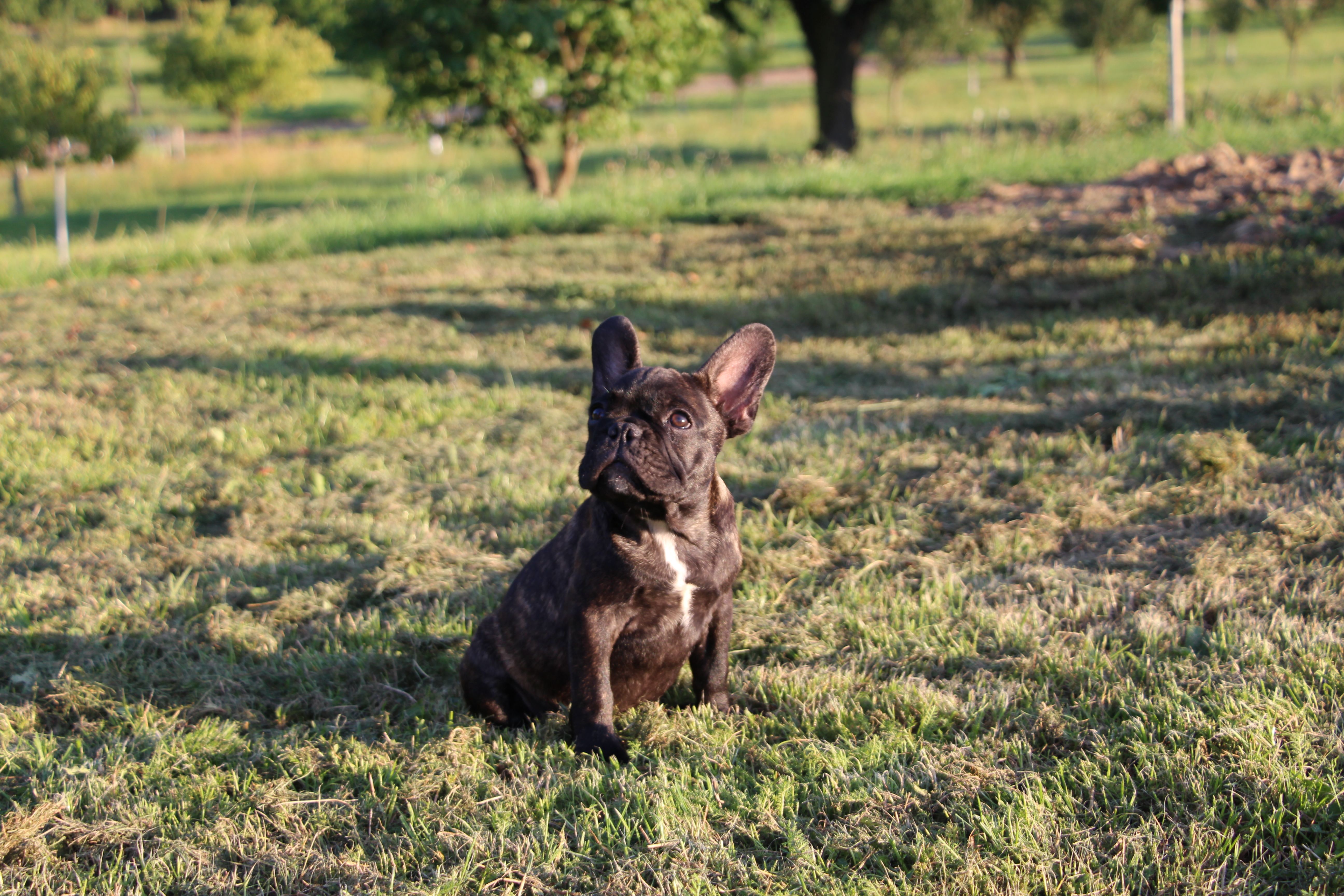 <svg class='blue'></svg> <b>Marrel</b> <svg class='blue'></svg>